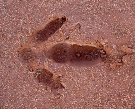 Aboriginal Art Symbol for Animals Emu